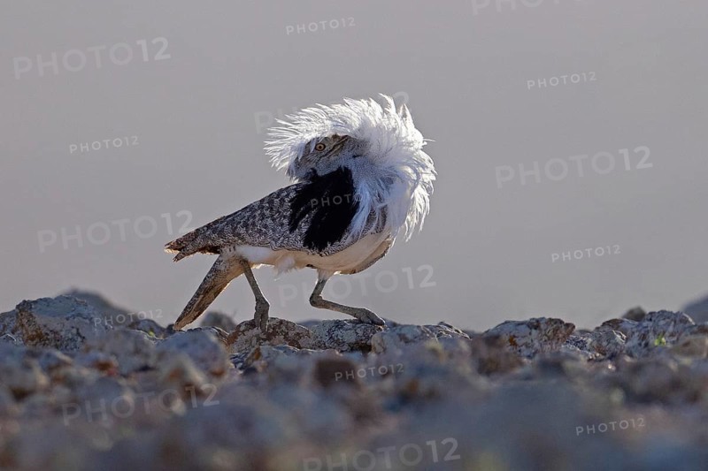 Saharan Houbara Bustard (Chlamydotis undulata fuertaventurae), mating male, Fuerteventura, Spain, Europe