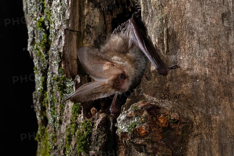 Brown long-eared bat (Plecotus auritus) in a tree hollow, Thuringia, Germany, Europe
