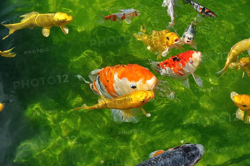 Carpes koi dans un bassin
