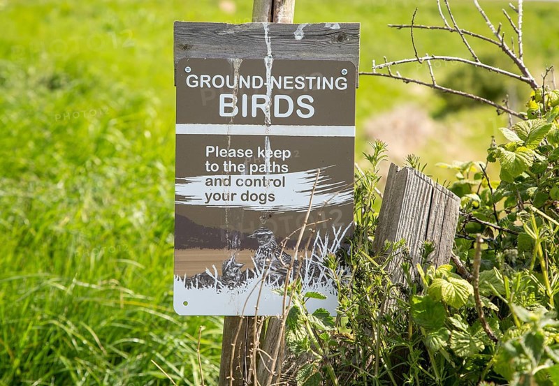 Ground-nesting birds sign about keeping to paths and controlling dogs, Shingle Street, Hollesley, Suffolk, England, UK