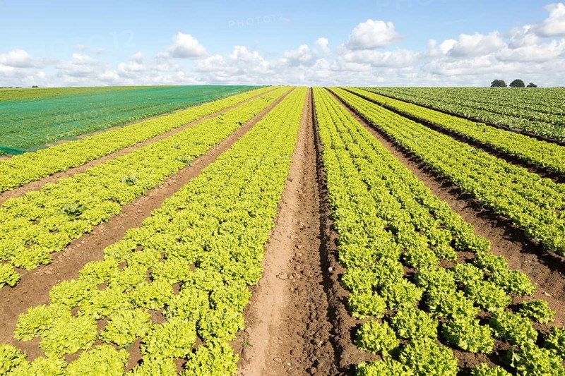 Rows of lettuce crop growing in field, near Butley, Suffolk, England, UK