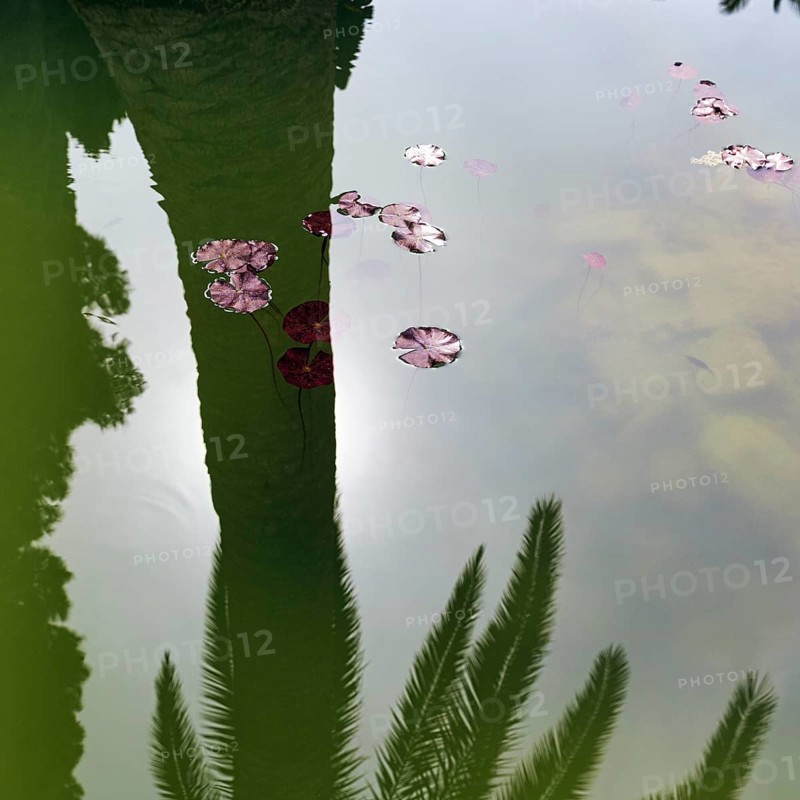 Water lily leaves on a pond, shadow cast by a palm tree, symbolising silence, contemplation, serenity, Alhambra Gardens, Granada, Spain, Europe