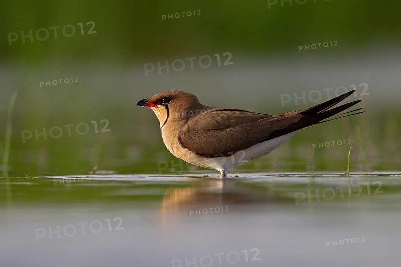 Collared pratincole (Glareola pratincola), Danube Delta Biosphere Reserve, Romania, Europe
