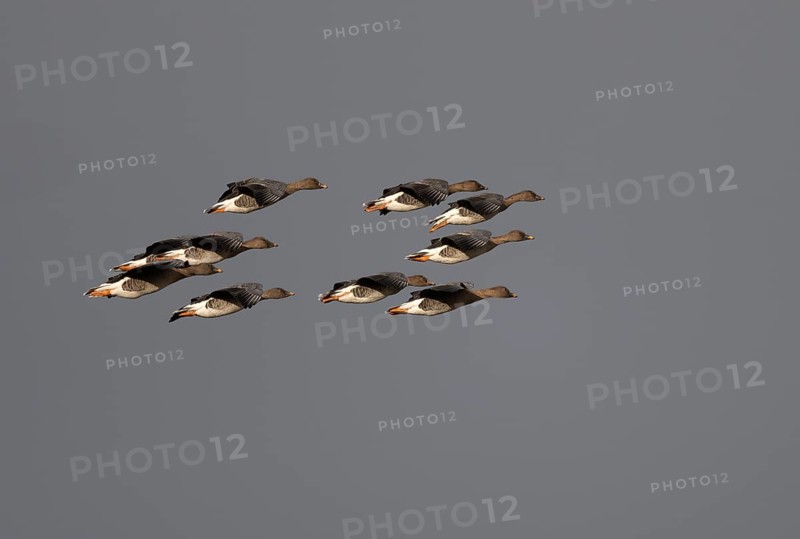 Bean goose (Anser fabalis), Texel, Netherlands