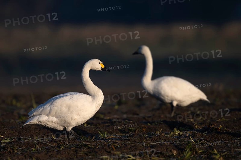 Tundra Swan, Texel, Netherlands