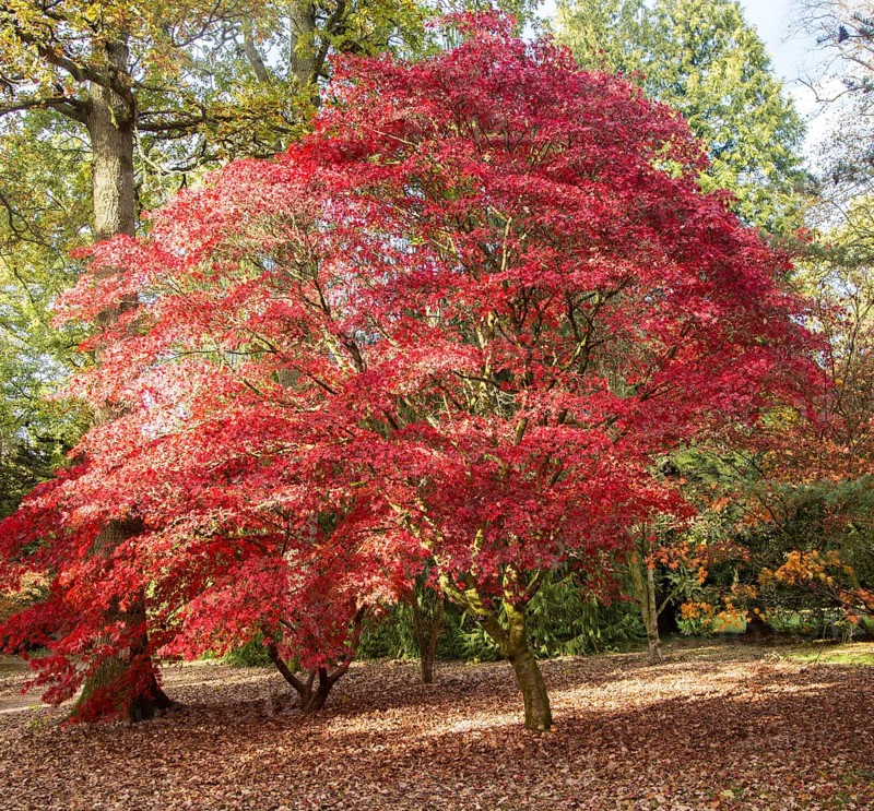 Japanese maple trees in autumn colour, Acer Palmatum, National arboretum, Westonbirt arboretum, Gloucestershire, England, UK