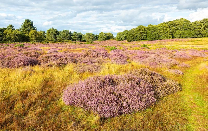 Heathland vegetation with heather in flower, Calluna vulgaris, Sutton Heath, Shottisham, Suffolk, England, UK