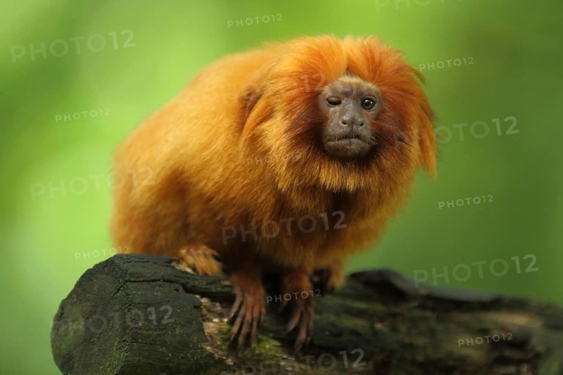 Golden lion tamarin (Leontopithecus rosalia), adult, one, eye, closed, defect, closed, captive