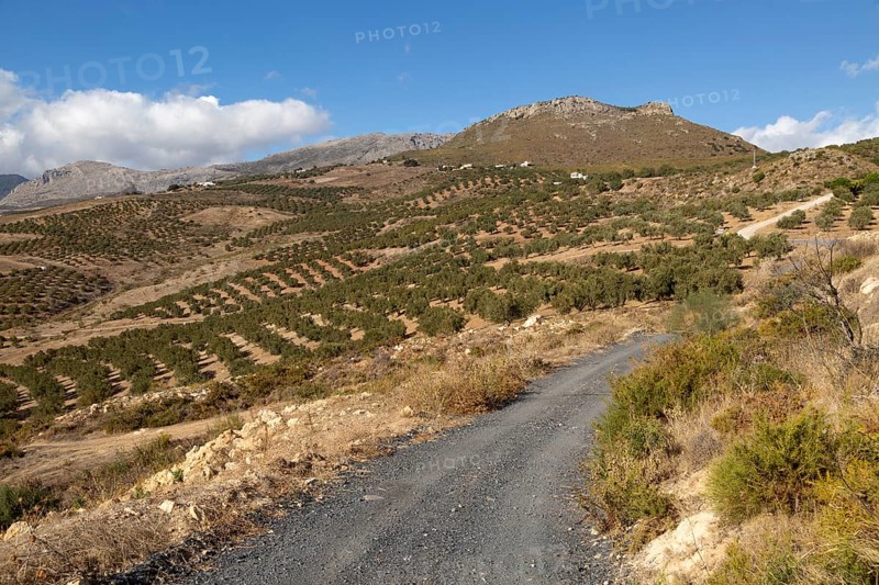 Landscape of olive trees and limestone mountains view from Zalia, La Axarquia, Andalusia, Spain, Europe