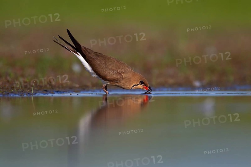 Collared pratincole (Glareola pratincola) drinking water, Danube Delta Biosphere Reserve, Romania, Europe