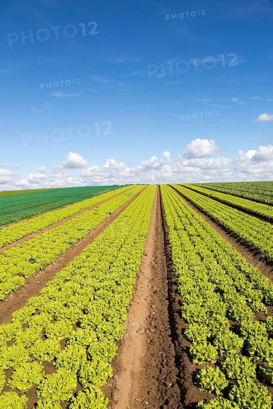 Rows of lettuce crop growing in field, near Butley, Suffolk, England, UK