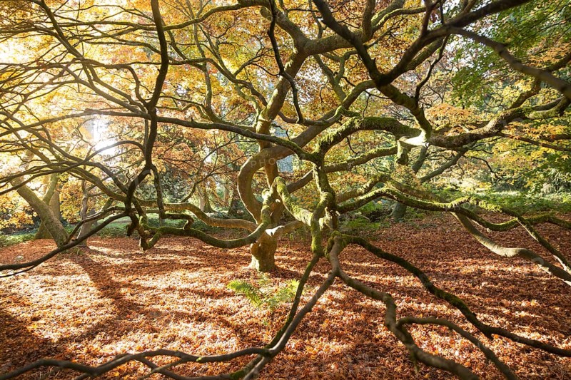 Japanese maple tree in autumn colour, Acer Palmatum, National arboretum, Westonbirt arboretum, Gloucestershire, England, UK