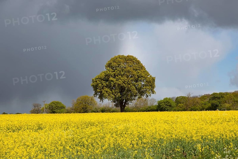 Dark rain clouds passing sunlit field of yellow oil seed rape with one oak tree standing, Suffolk, England, UK