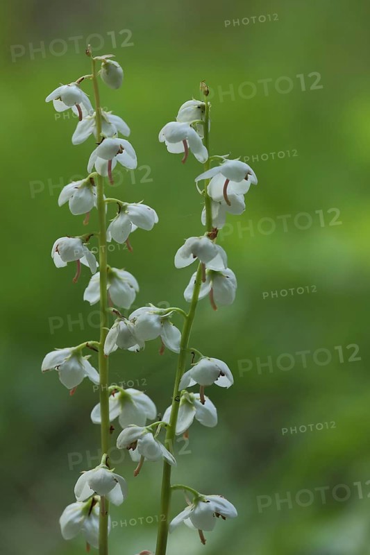 Round-leaved wintergreen (Pyrola rotundifolia), Kleinsassen, Hesse, Rhoen, Germany, Europe
