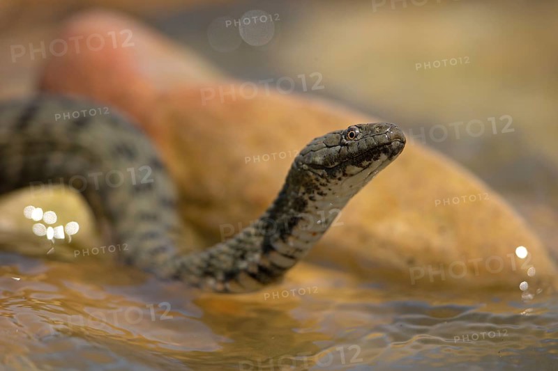 Dice snake (Natrix tessellata), Danube Delta Biosphere Reserve, Romania, Europe