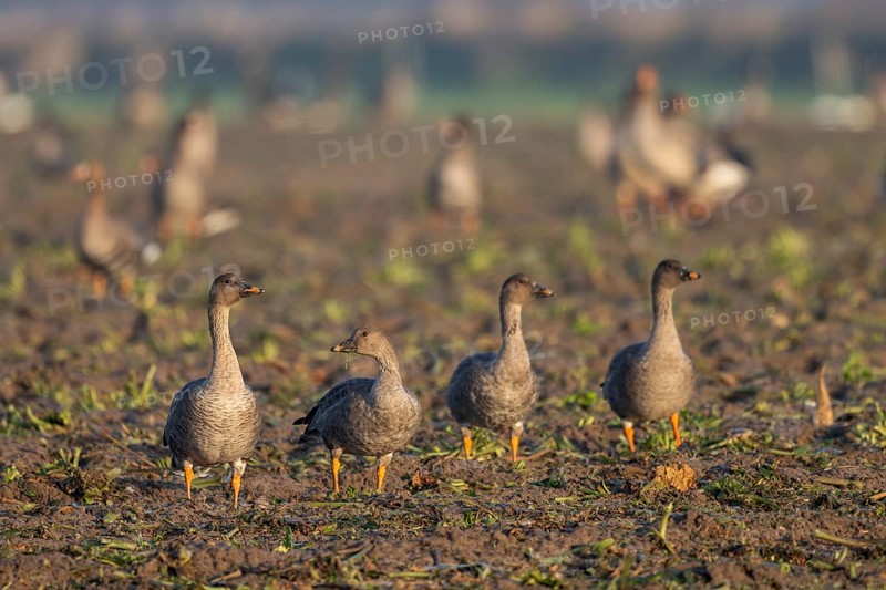 Bean goose (Anser fabalis), Texel, Netherlands