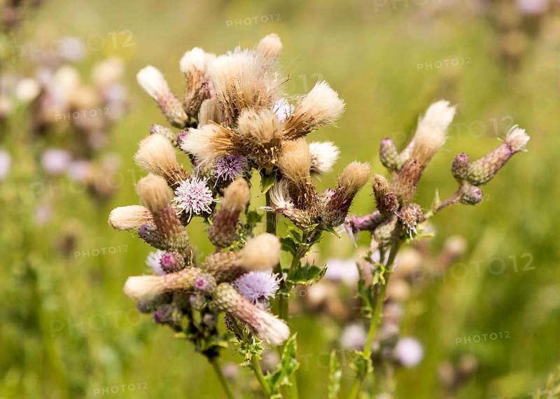 Meadow Thistle, Cirsium dissectum, flowers and pappi seed-heads River Deben, Sutton, Suffolk, England, UK