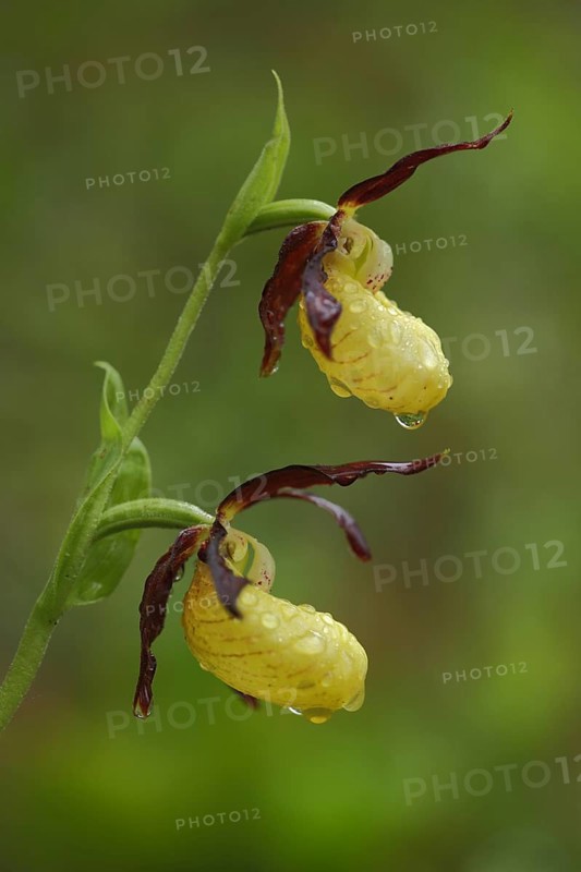 Yellow lady's slipper orchid (Cypripedium calceolus), two, water droplets, detail, nature photography, Grosskochberg, Thuringia, Germany, Europe