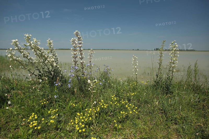 Perennials with sticky campion (Silene viscosa) on the shore of Lacke, lake, perennial, flowers, environment, habitat, landscape, Darscho, Warmsee, Illmitz, Seewinkel, Lake Neusiedl, Burgenland, Austria, Europe