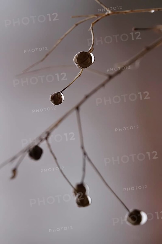 Linseed after the rain, February, Germany, Europe
