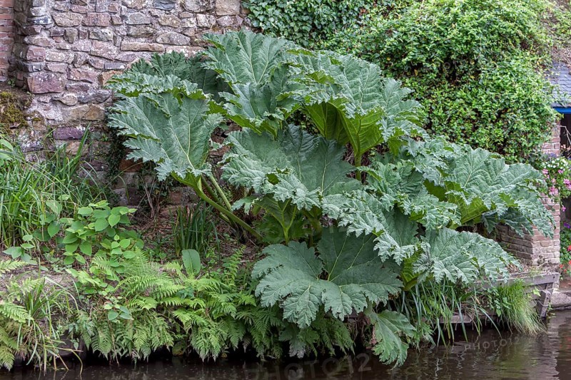 Giant rhubarb (Gunnera manicata) at the river Trieux, Pontrieux, Brittany, France, Europe