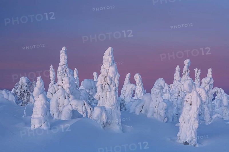Snow-covered trees in tundra, Arctic, evening light, winter, Dalton Highway, Alaska, USA, North America