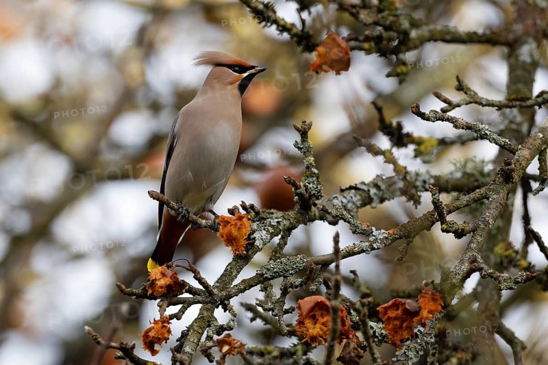 Bohemian waxwing (Bombycilla garrulus), winter visitor, invasion bird, Thuringia, Germany, Europe