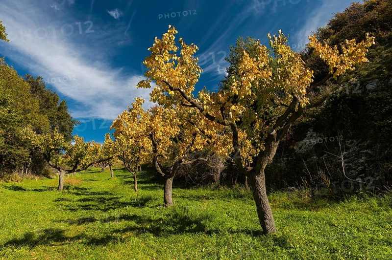 Apricot trees in autumn, agriculture, fruit, apricot, orchard, autumnal, foliage, tree, deciduous tree, fruit tree, agriculture, cultivation, Alps, Rhone Valley, Valais, Switzerland, Europe