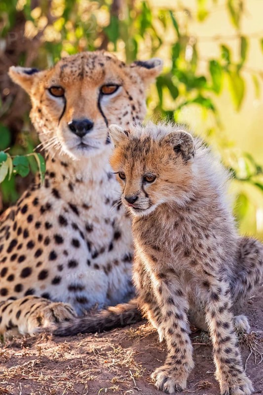 Cheetah (Acinonyx jubatus) mother with a cute cub resting in the shade on the savanna in africa, Maasai Mara, Kenya, Africa