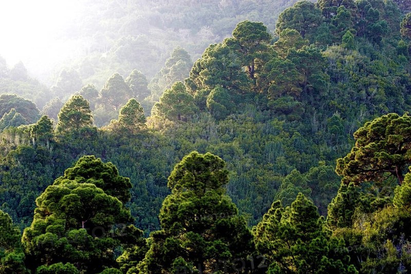 Forest of Canary Island pines (Pinus canariensis) against the light, La Palma, Canary Islands, Spain, Europe