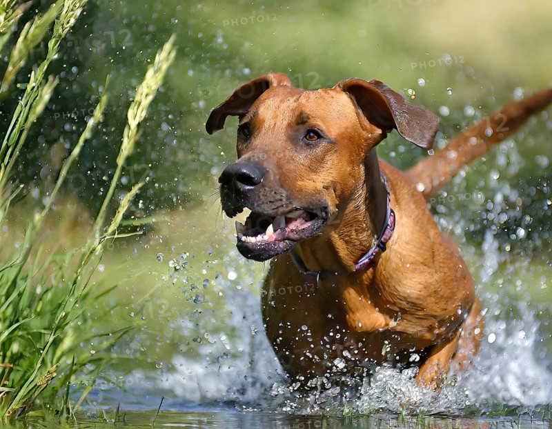Dog, young dog, Rhodesian Ridgeback, recognised dog breed from South Africa (picture AI generated), AI generated