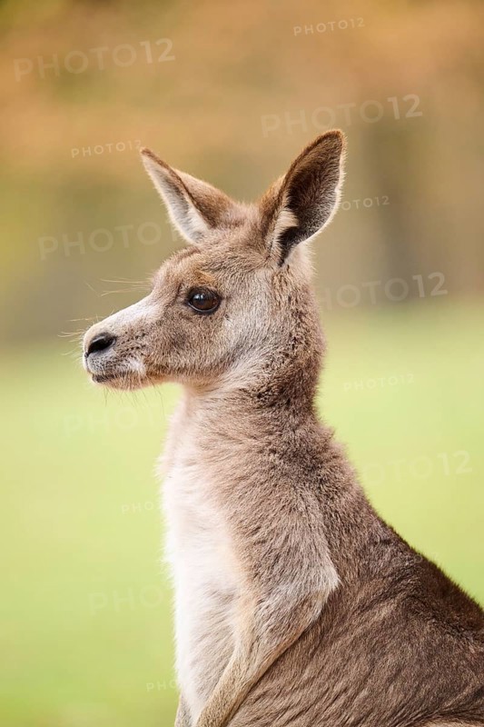 Western grey kangaroo (Macropus fuliginosus), portrait, Germany, Europe