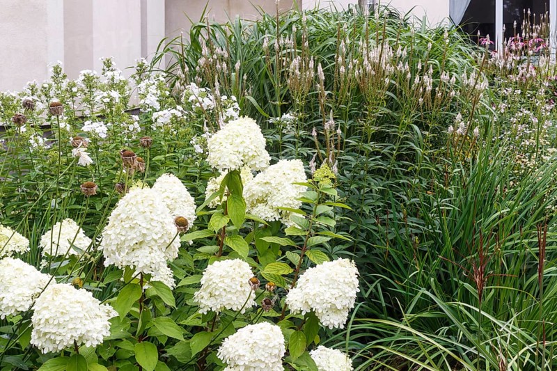 Complex flower bed of perennial plants in the city park. Druskininkai, Lithuania, Europe