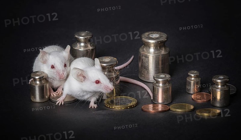 Two small white laboratory mice with weights and coins on a gray background. the concept of economic activity