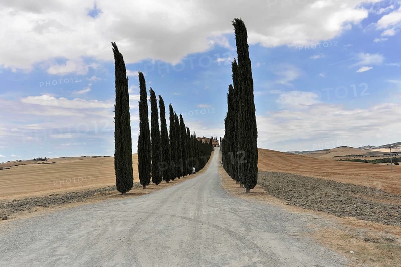 Cypress avenue with farmhouse, south of Pienza, Tuscany, Italy, Europe