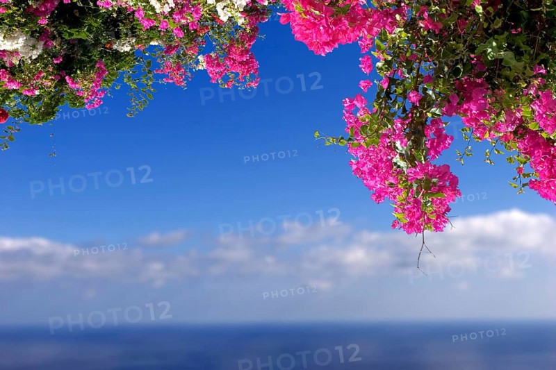 Bougainvillea (Tricycla) La Palma, Canary Islands, Spain, Europe