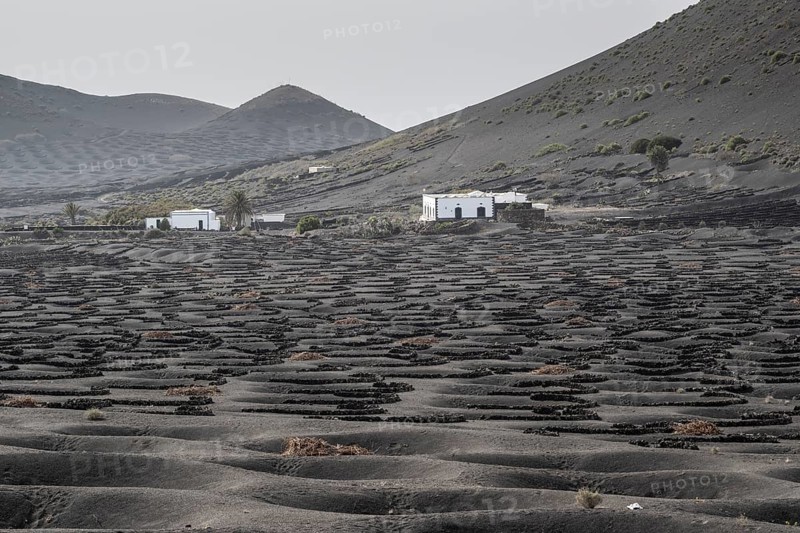 Wine growing in volcanic ash pits protected by dry stone walls, Yaiza, Lanzarote, Canary Islands, Spain, Europe