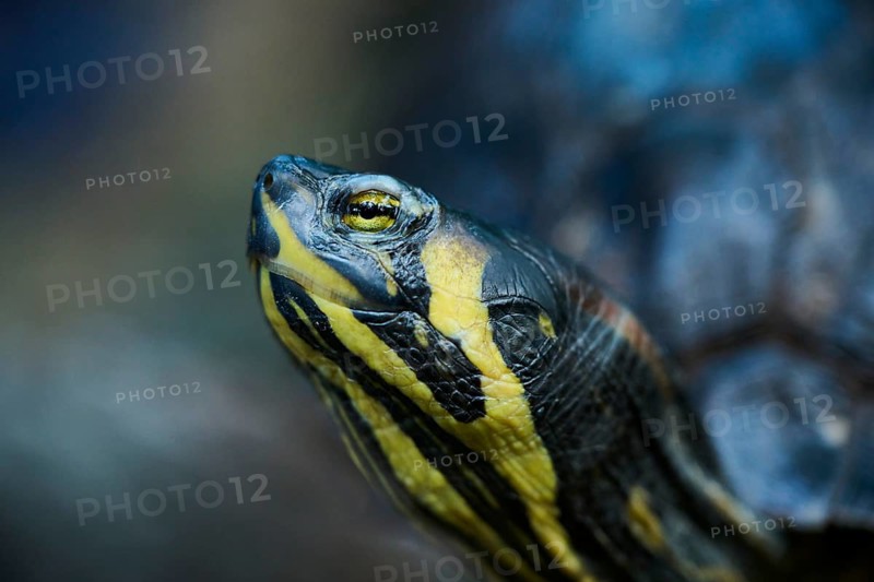 Red-eared slider (Trachemys scripta elegans), portrait, captive, Germany, Europe