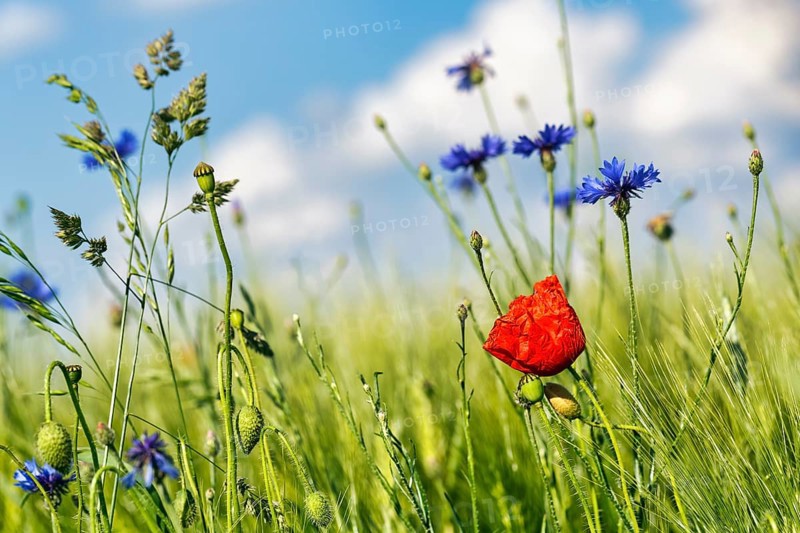 Red poppy flower (Papaver rhoeas), green barleys (Hordeum vulgare), cornflowers (Centaurea cyanus), field flowers, wildflowers in barley field, symbolic photo, organic farming, organic cultivation, Weserbergland, Polle, Lower Saxony, Germany, Europe