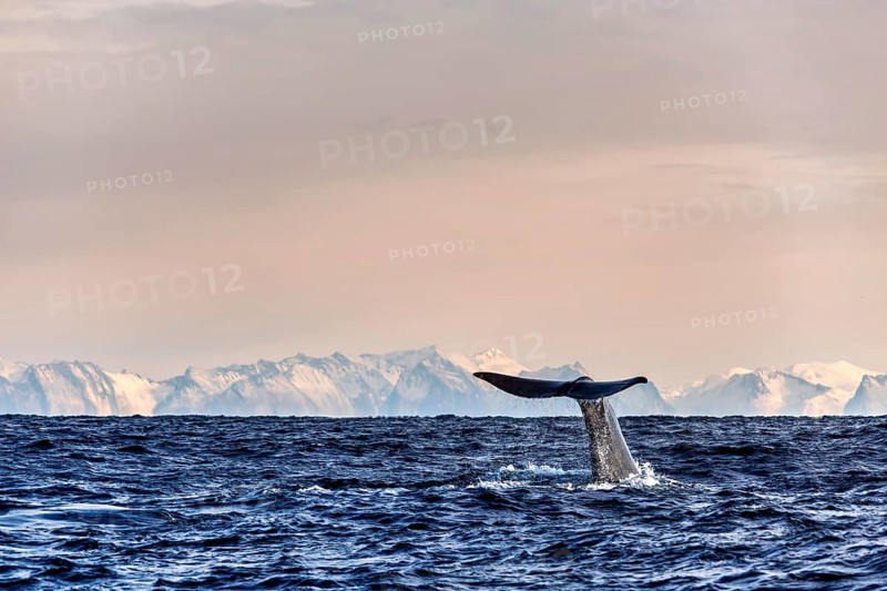 Schwanzflosse eines Wals taucht im Meer mit Eisbergen im Hintergrund ein, Abtauchender Pottwal vor Bergkette von Senja