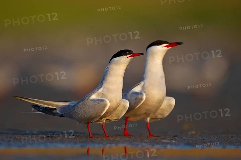 Common Tern (Sterna hirundo), courtship, mating, Danube Delta Biosphere Reserve, Romania, Europe