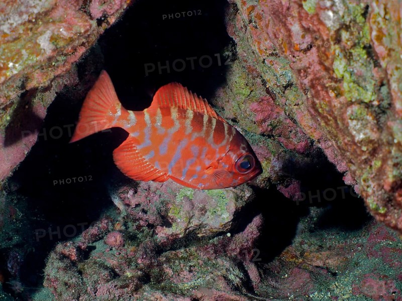 Bigeye glasseye snapper (Heteropriacanthus cruentatus), dive site Salemera, La Palma, Canary Islands, Spain, Atlantic Ocean, Europe