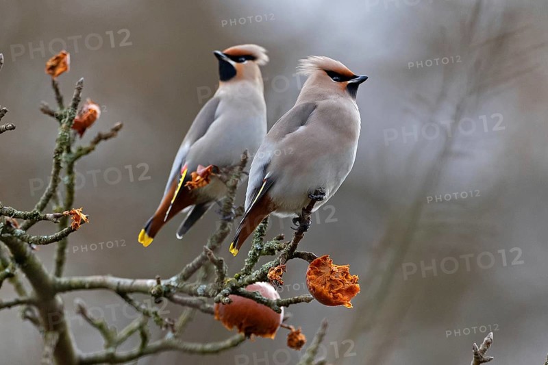 Bohemian waxwing (Bombycilla garrulus), winter visitor, invasion bird, Thuringia, Germany, Europe