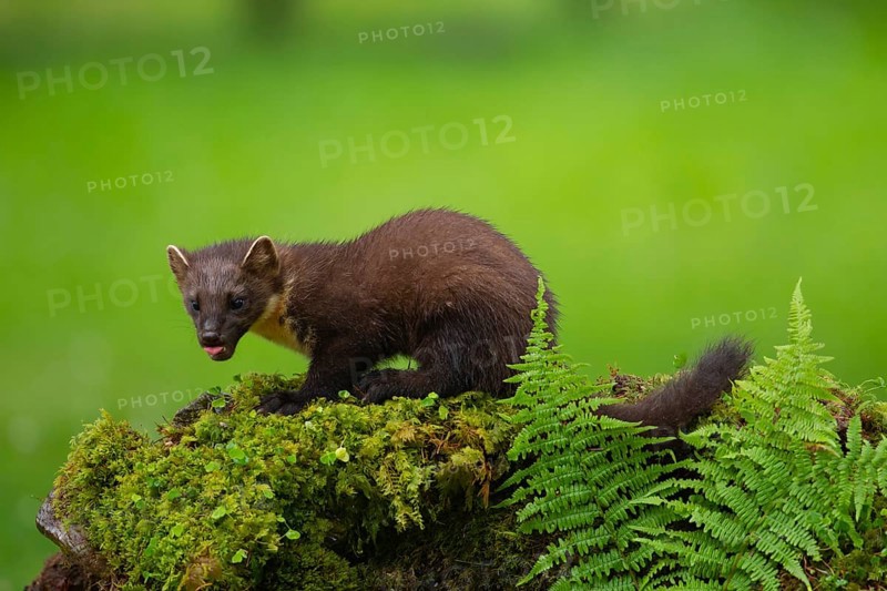 Pine marten (Martes martes) adult animal on a moss covered stone wall, Ardnamurchan, Scotland, United Kingdom, Europe