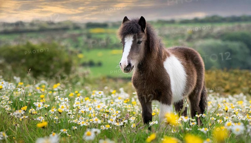 KI generated, animal, animals, mammal, mammals, biotope, habitat, one, individual animal, foraging, wildlife, meadow, pasture, Exmoor pony, horse, horses, ungulates, English pony breed, South West England, Exmoor, (Equus ferus caballus), foal, flower meadow