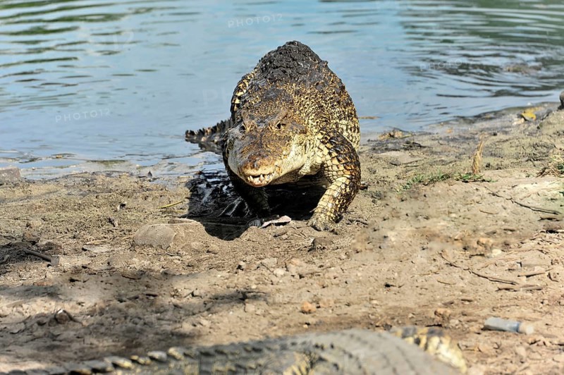 Cuban crocodile (Crocodylus rhombifer), demonstration crocodile farm Criadero de Cocodrilos, Parque Natural Cienaga de Zapata, Zapata Peninsula, Cuba, Greater Antilles, Central America