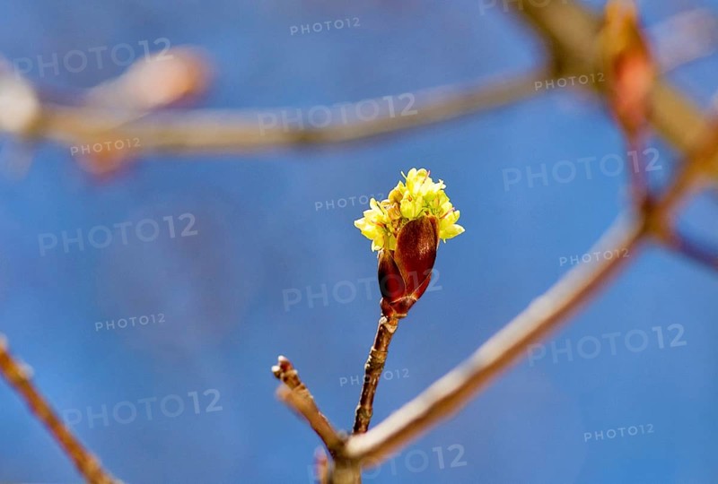 Buds of a red maple (Acer rubrum) against blue sky