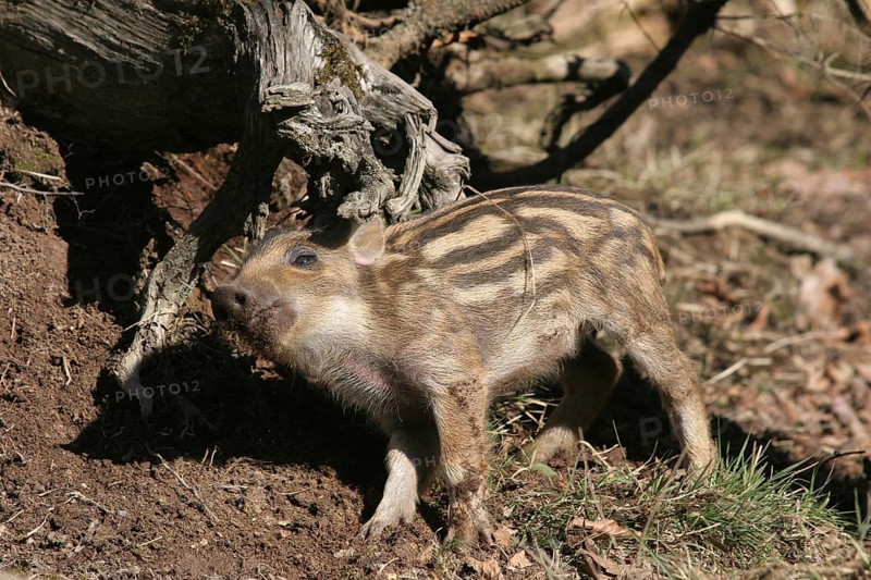 Wild boar (Sus scrofa) approx. 1 week old young boar scratching itself on a tree stump, Allgaeu, Bavaria, Germany, Europe