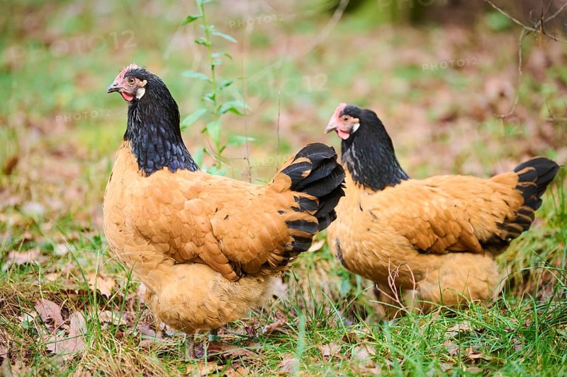 Chicken (Gallus gallus domesticus), 'Vorwerk', on a meadow, Bavaria, Germany, Europe