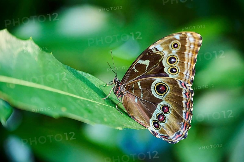 Peleides blue morpho butterfly (Morpho peleides) sitting on a leaf, Germany, Europe